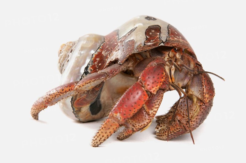 Caribbean hermit crab