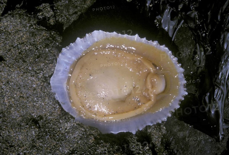 China Limpet shell