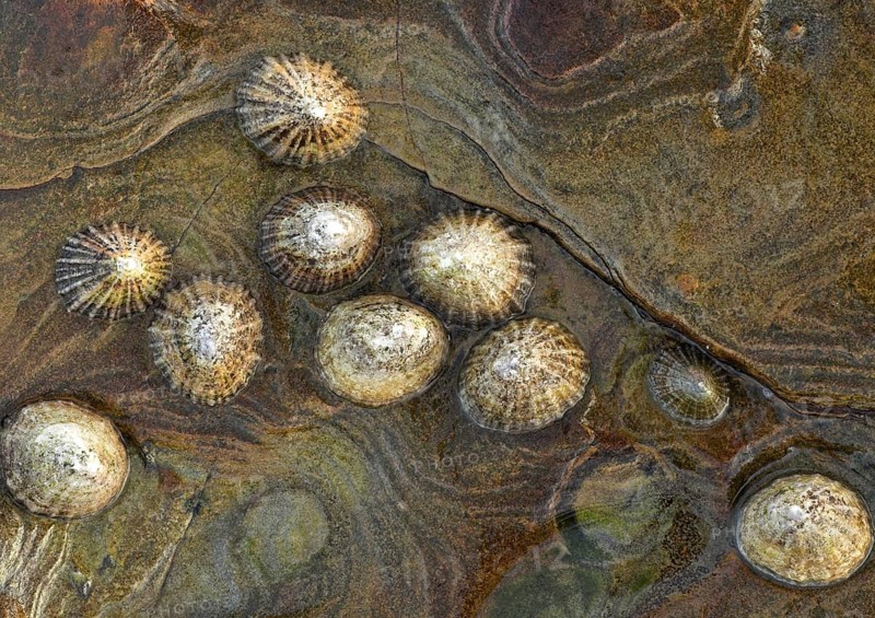 Common common limpet