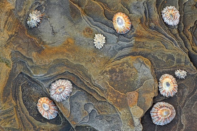 Common common limpet