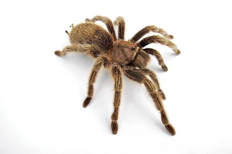 Chilean chilean tarantula