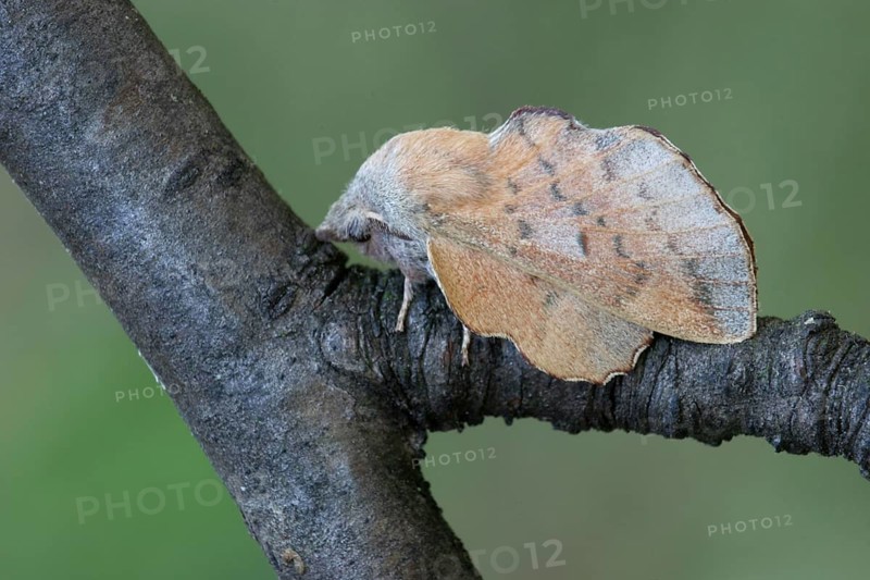 Small small lappet moth