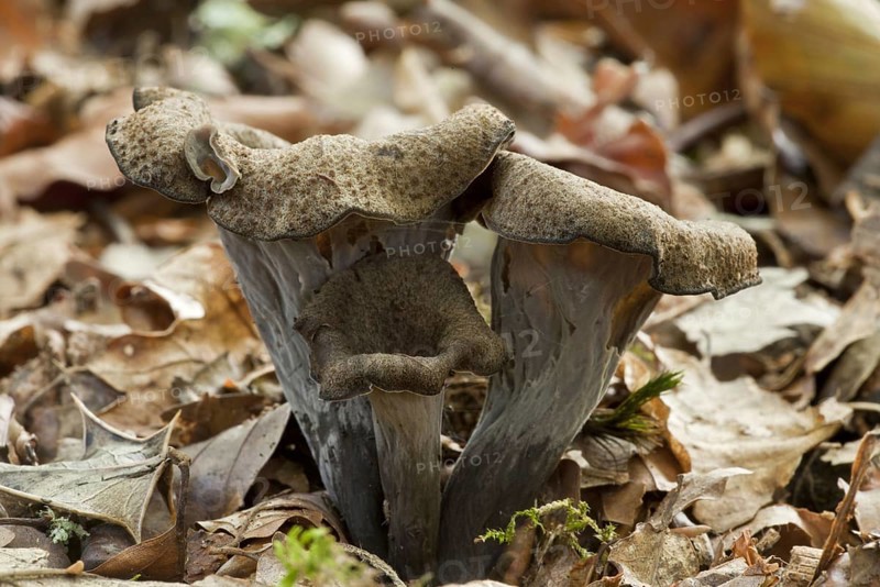 Horn of Plenty