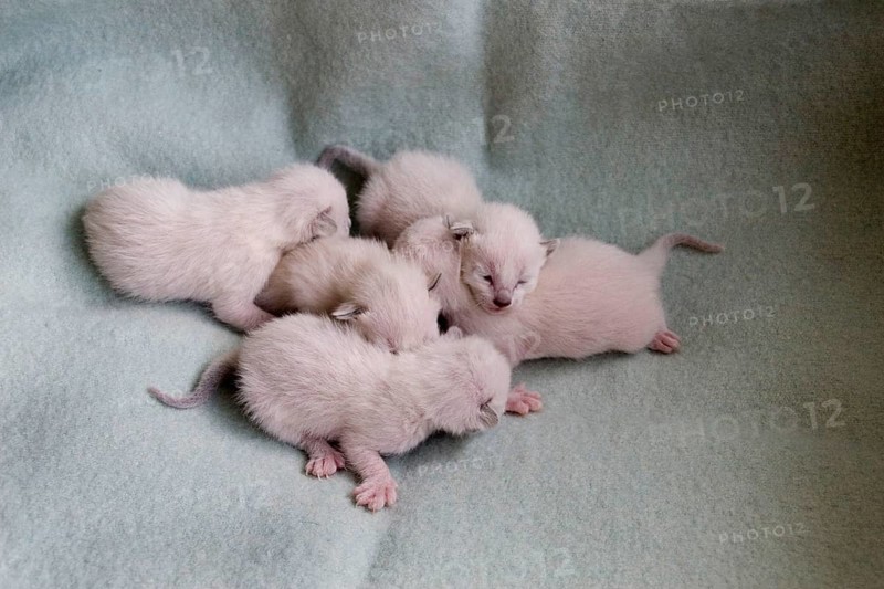 Siamese cats