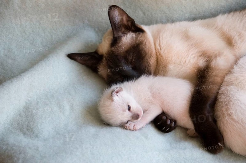 Siamese cat