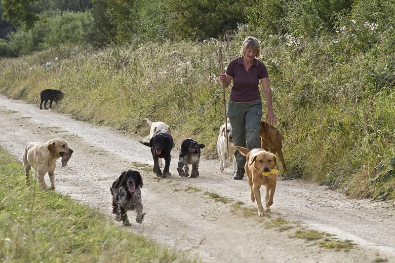 Woman walking Labrador Retriever and English Cocker Spaniel