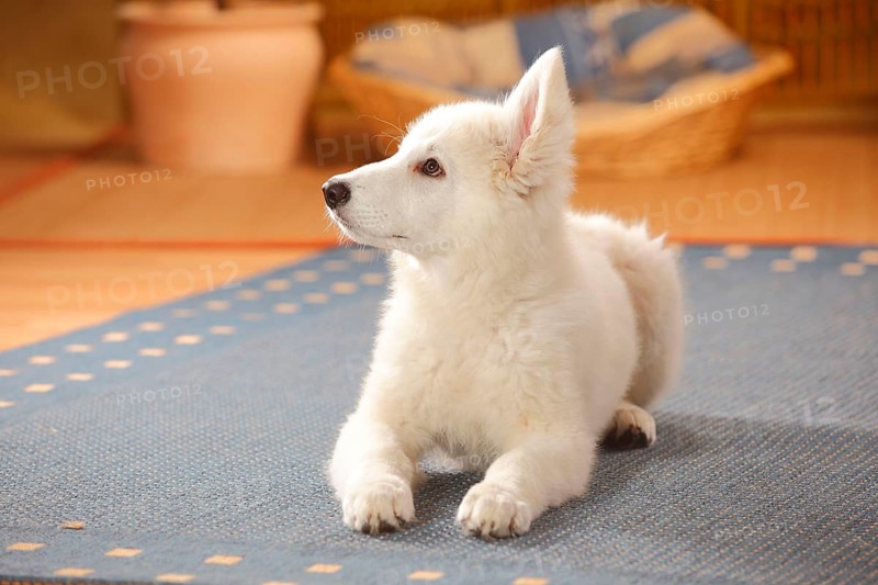 White Swiss Shepherd Dog