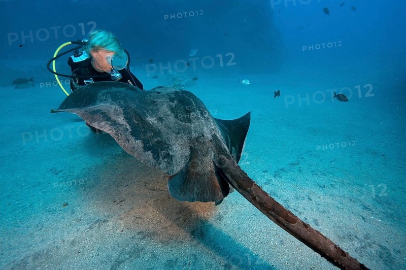 Diver and Atlantic Stingray