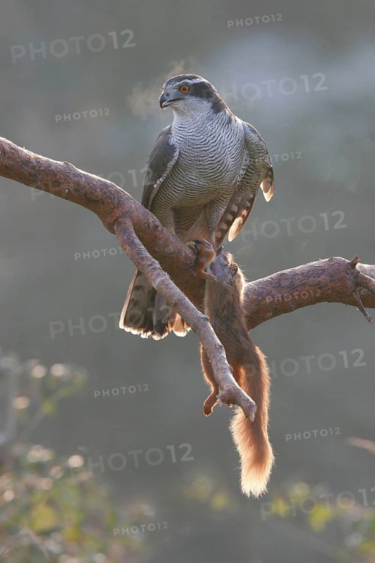 Northern Goshawk