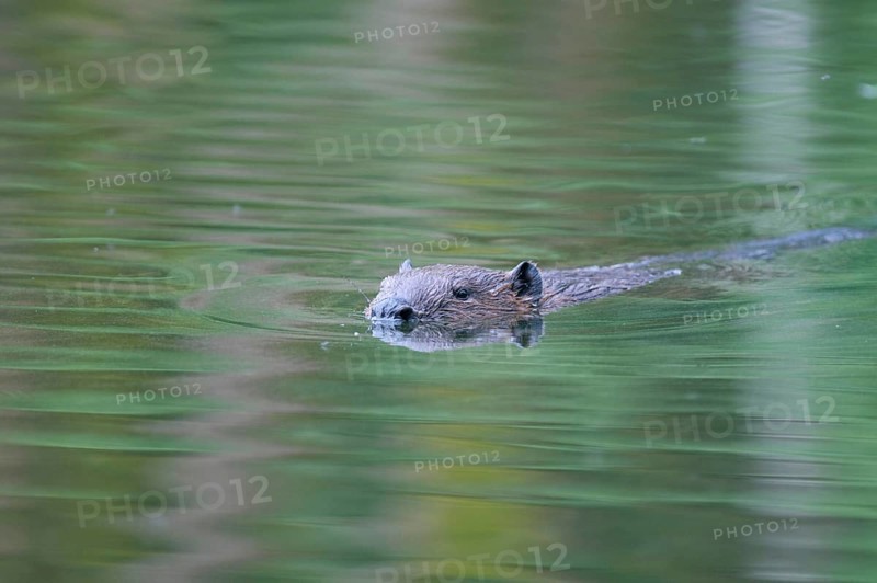 European beaver