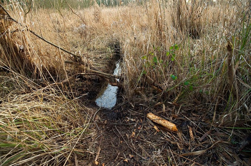 European beaver