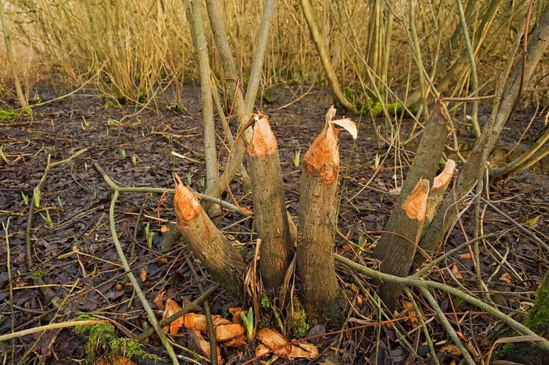 European beaver