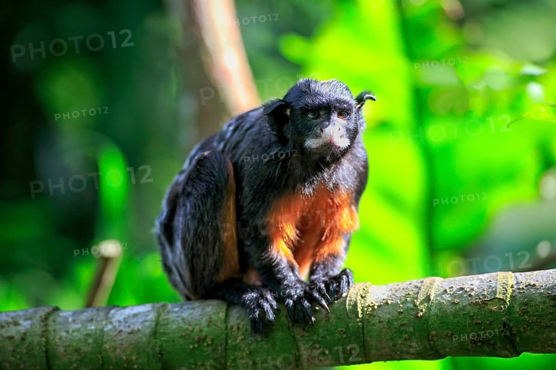Red Bellied Tamarin