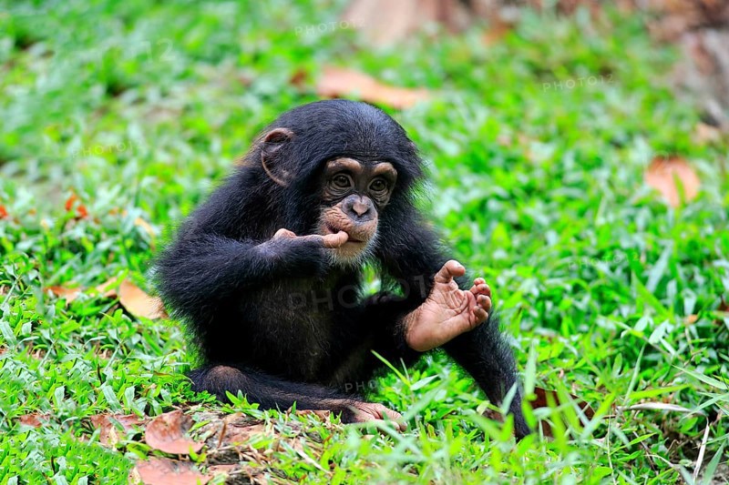 Chimpanzee