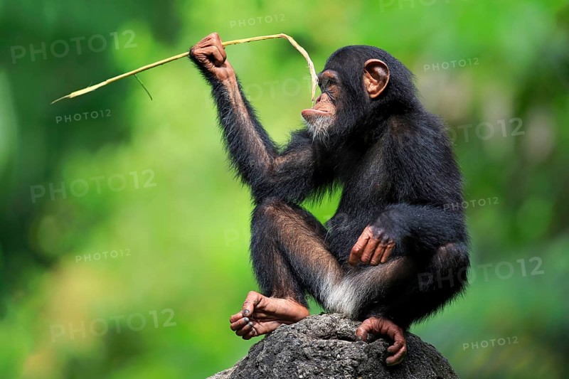 Common chimpanzee