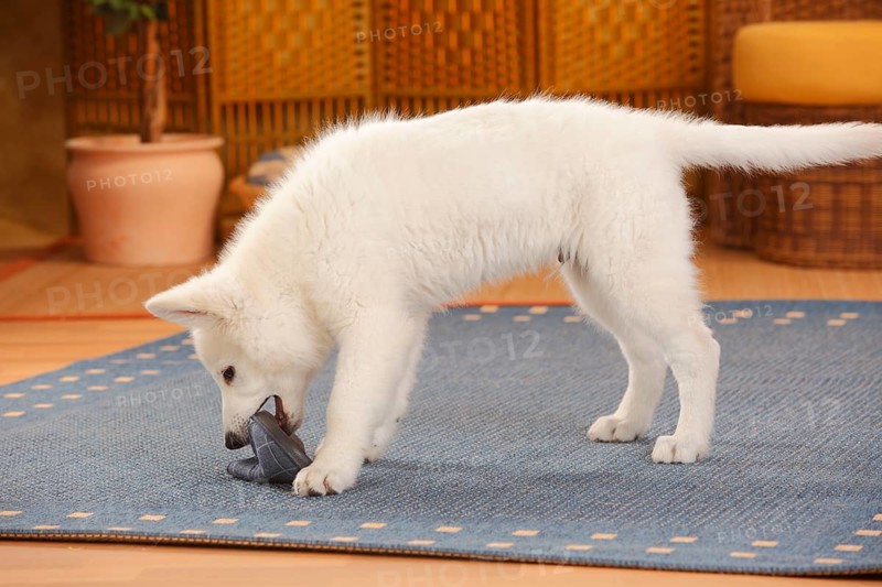 White Swiss Shepherd