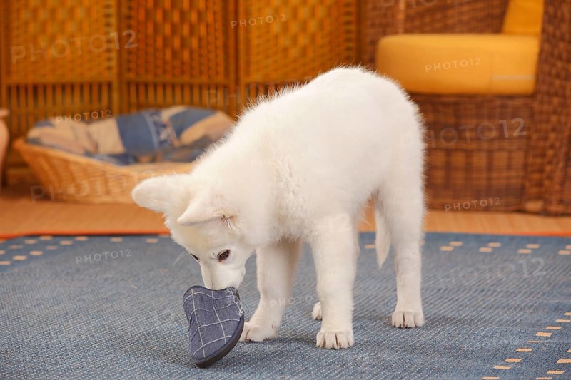 White Swiss Shepherd