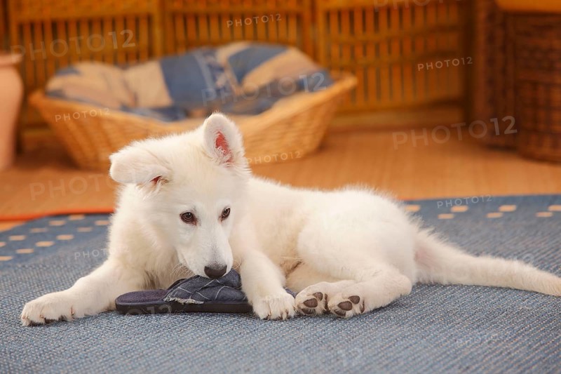 White Swiss Shepherd