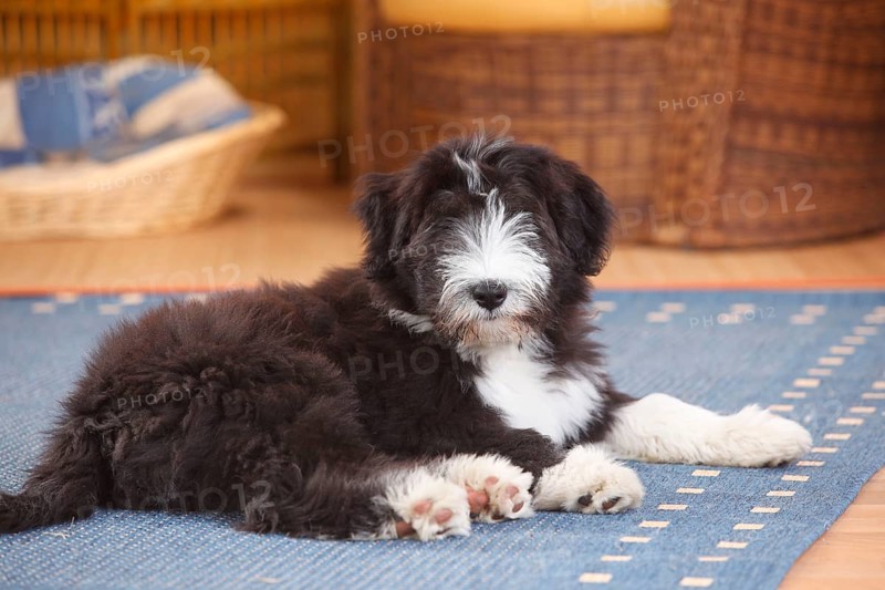 Bearded Collie