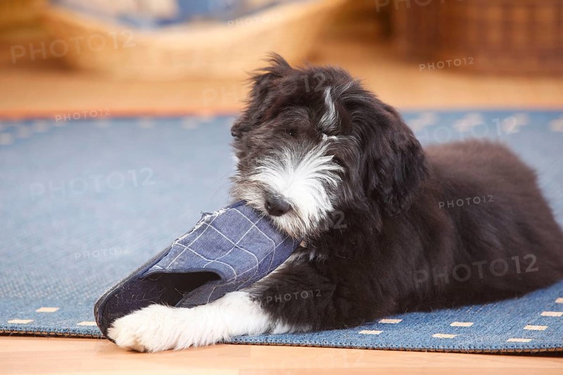 Bearded Collie