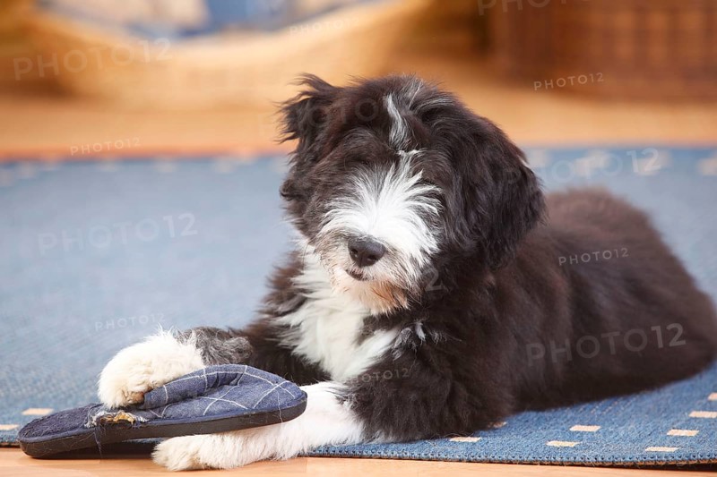 Bearded Collie