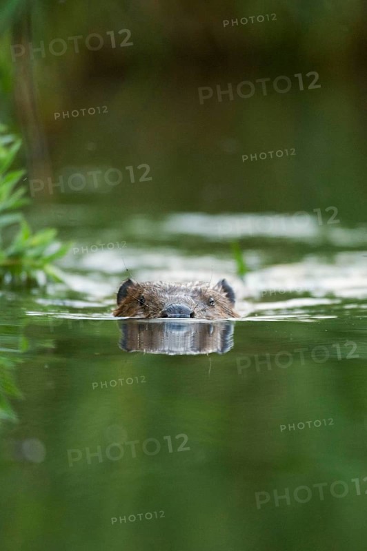 European beaver