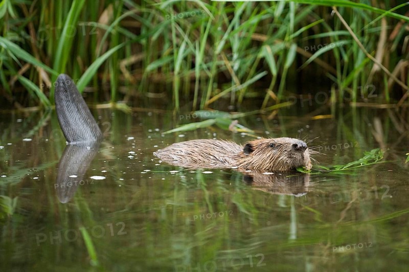 European beaver