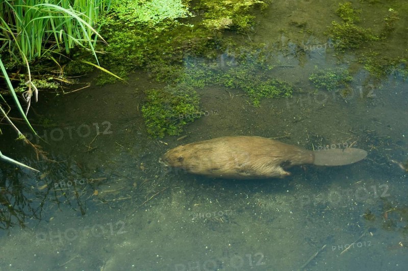 European beaver