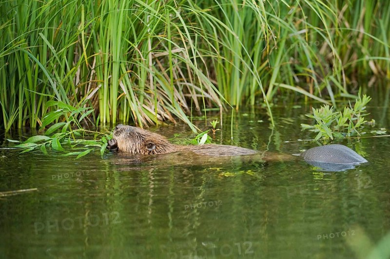 European beaver