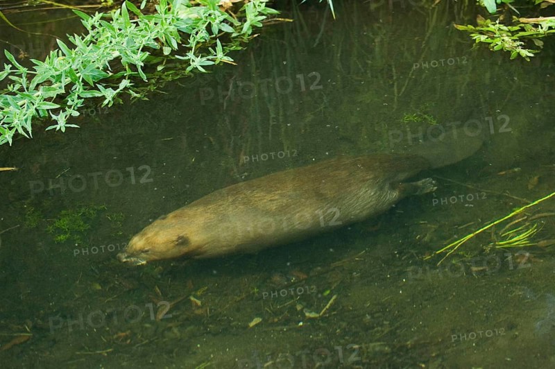 European beaver