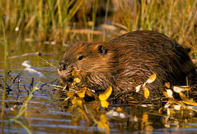 Canada beaver
