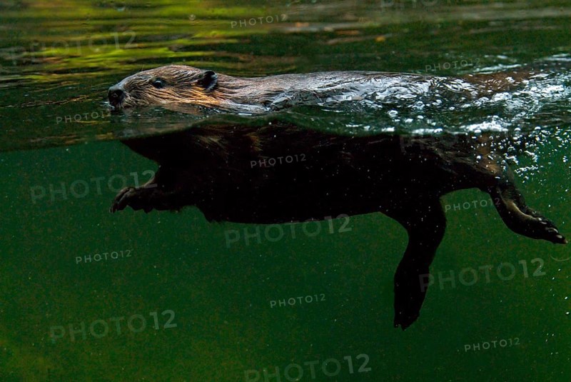 Canada beaver