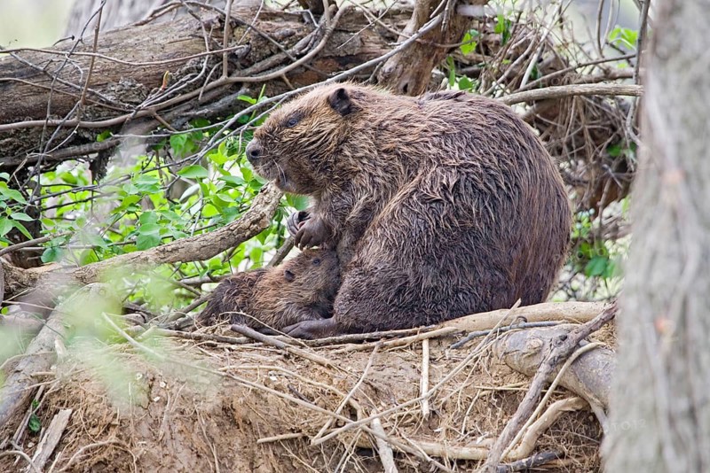 American Beaver