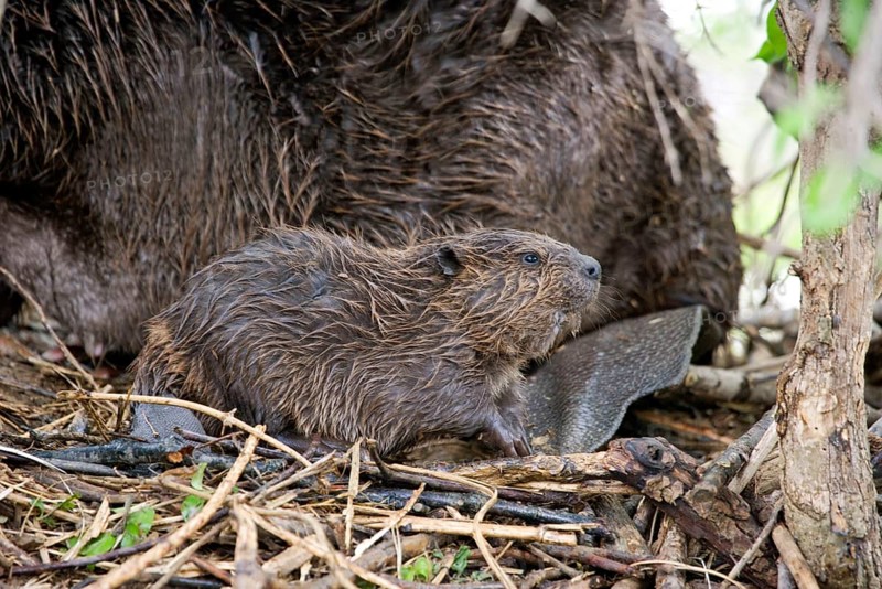 American Beaver