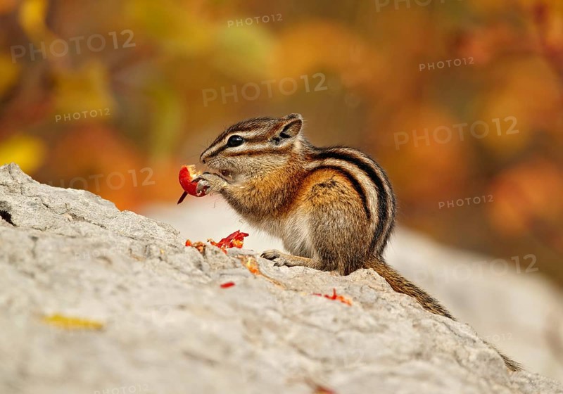 Least Chipmunk