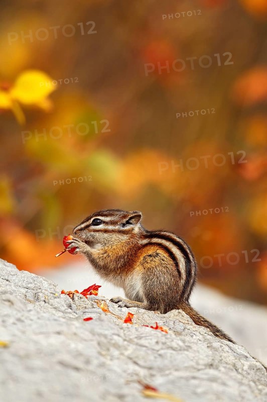 Least Chipmunk