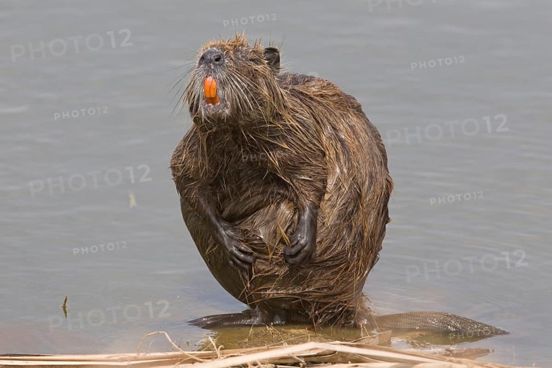 Adult nutria