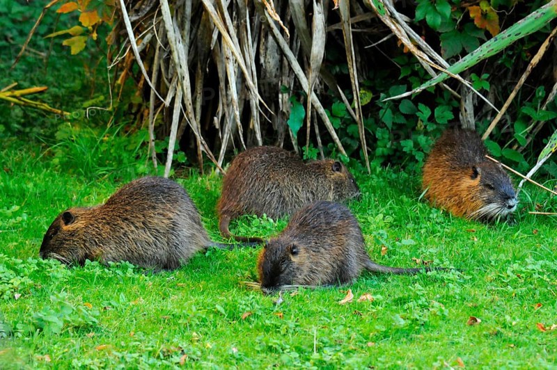 Nutria