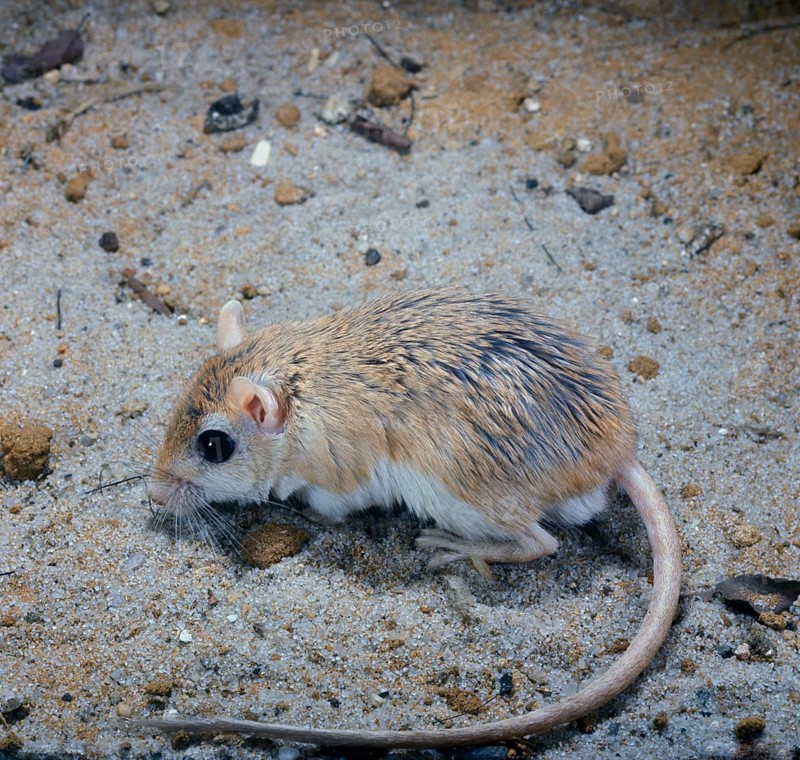 Egyptian gerbil
