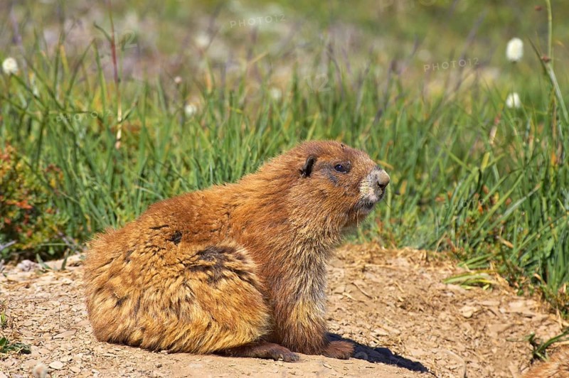 Olympic marmot
