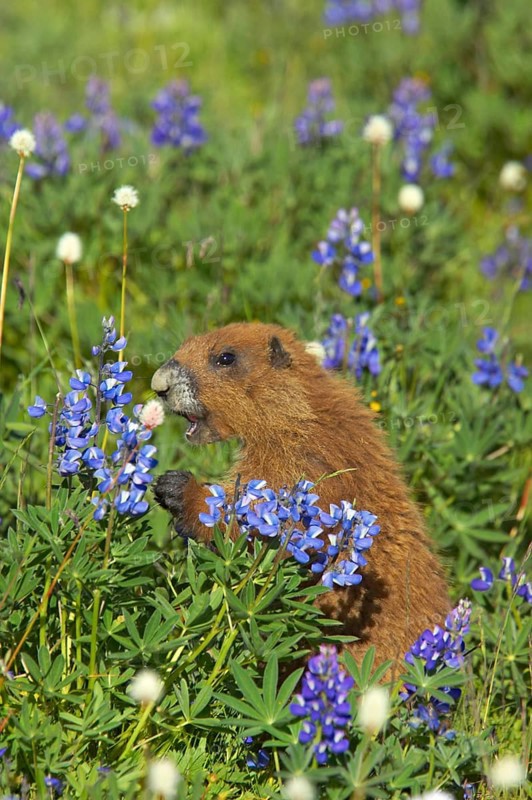 Olympic marmot