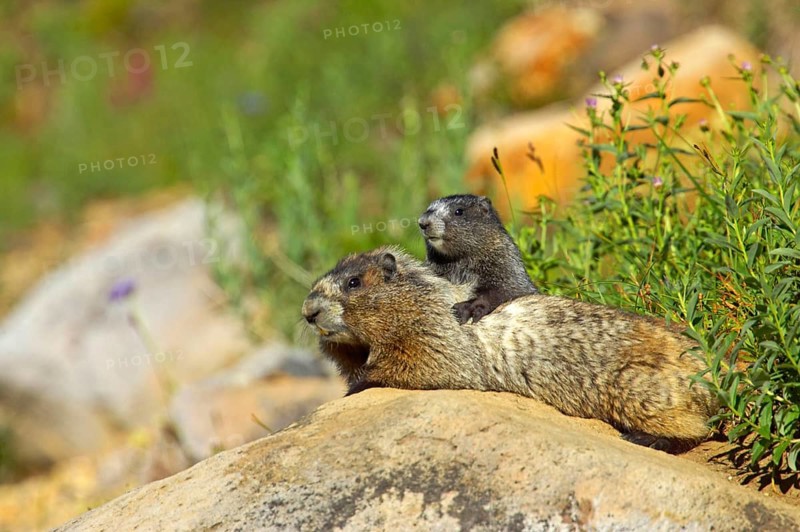 Hoary marmot