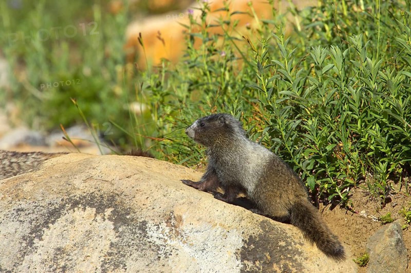Hoary marmot