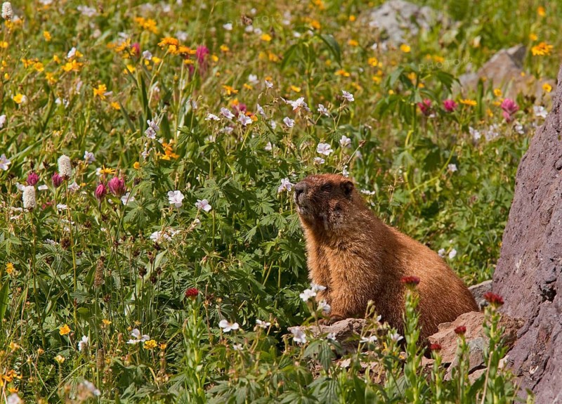 Yellow-bellied Marmot