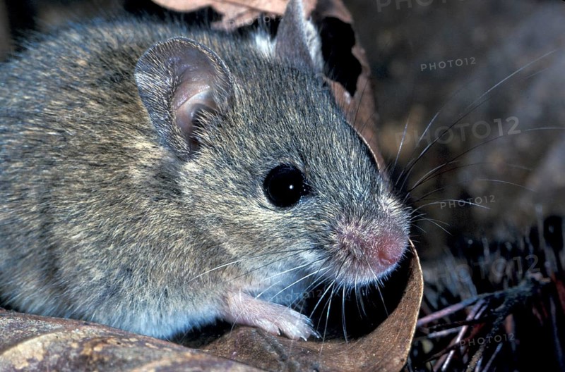 Sylvaemus sylvaticus