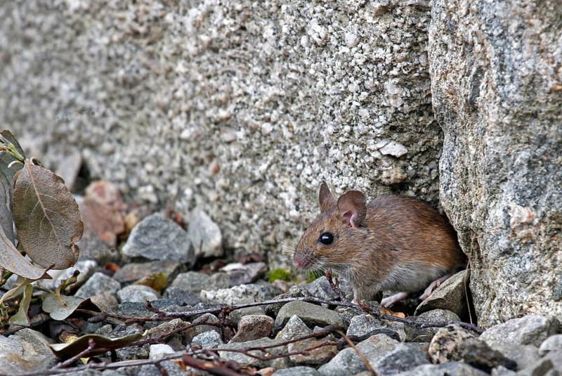 Sylvaemus sylvaticus