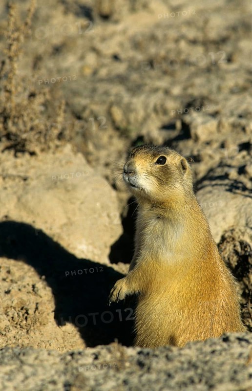White-tailed prairie dog