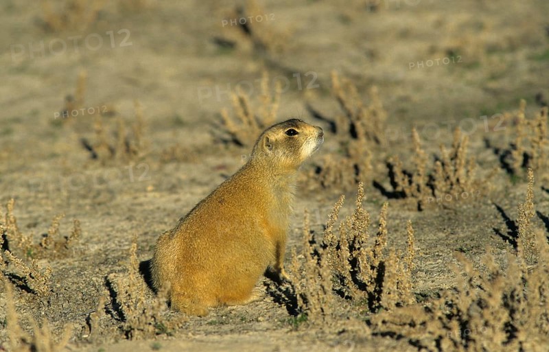 White-tailed prairie dog