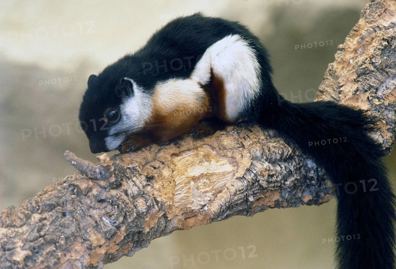 Malayalan Giant Squirrel