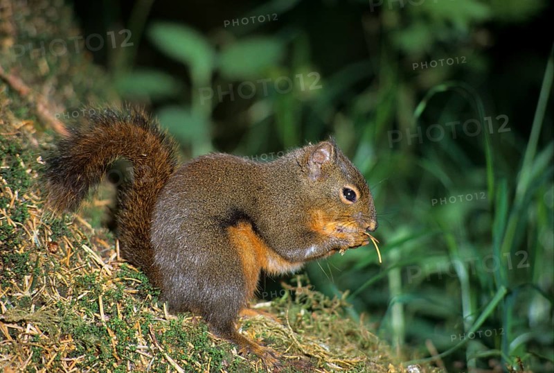 Douglas Squirrel